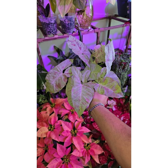 Syngonium Pink Confetti - Exact Plant, Dec 15, 2024