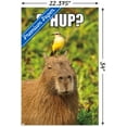 thumbnail image 5 of Capybara - S' Hup Wall Poster, 22.375" x 34", 5 of 5