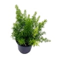 thumbnail image 3 of Foxtail Fern, 4 inch Asparagus densiflorus, Fluffy Perennial Evergreen Herb Pine Needle-Like Leaves, 3 of 7