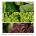 thumbnail image 2 of Lechuga corazones rústicos Eva hidropónicos 4 pieza, 2 of 3