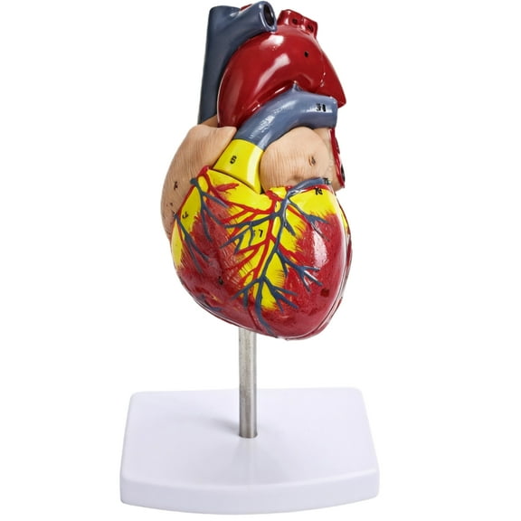 Heart Model Anatomy, 1:1 Life Size Anatomical Heart Model with 34 Colored Labels, Detachable Design, PVC Construction with Base for Teaching and Medical Research
