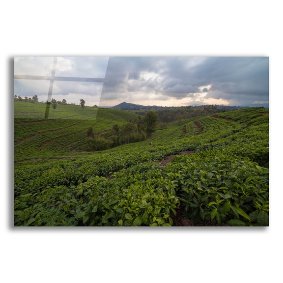 Epic Art 'Burundi Tea Field' by Joe Reimer Photography, Acrylic Glass Wall Art, 24"x16"
