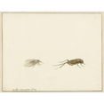 thumbnail image 3 of Gerardus van Veen 24x20 Black Modern Framed Museum Art Print Titled - Two Insects (1674), 3 of 5