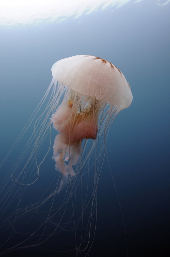 Sea Nettle Jellyfish in Atlantic Ocean poster