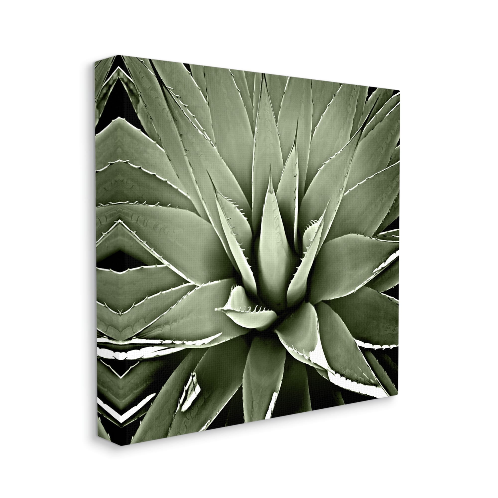 Stupell Industries Succulent Plant Lush Leaves Botanical & Floral Painting Gallery Wrapped Canvas Print Wall Art