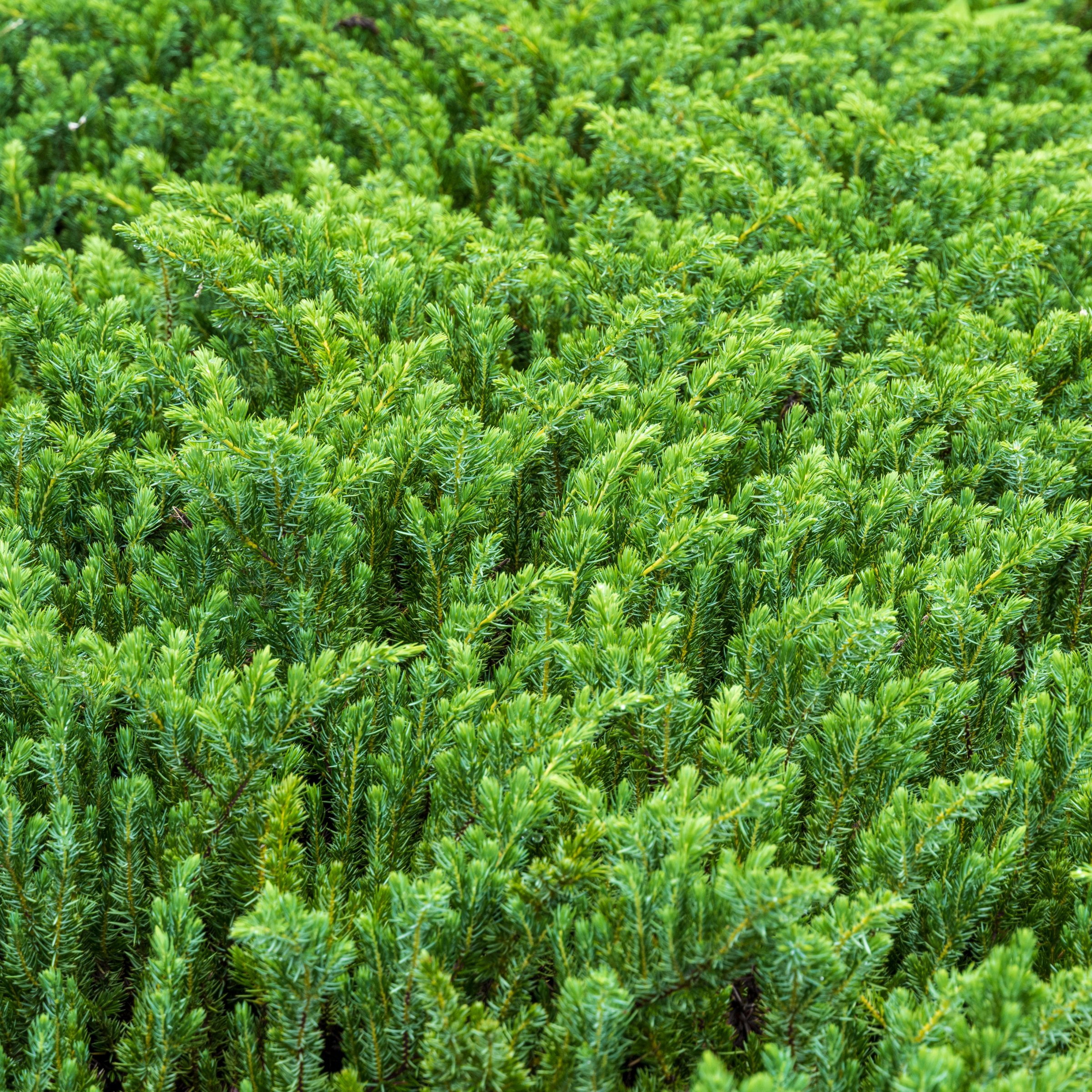 Live Shrub 1 gal Juniper 'Blue Pacific' with Full Sunlight