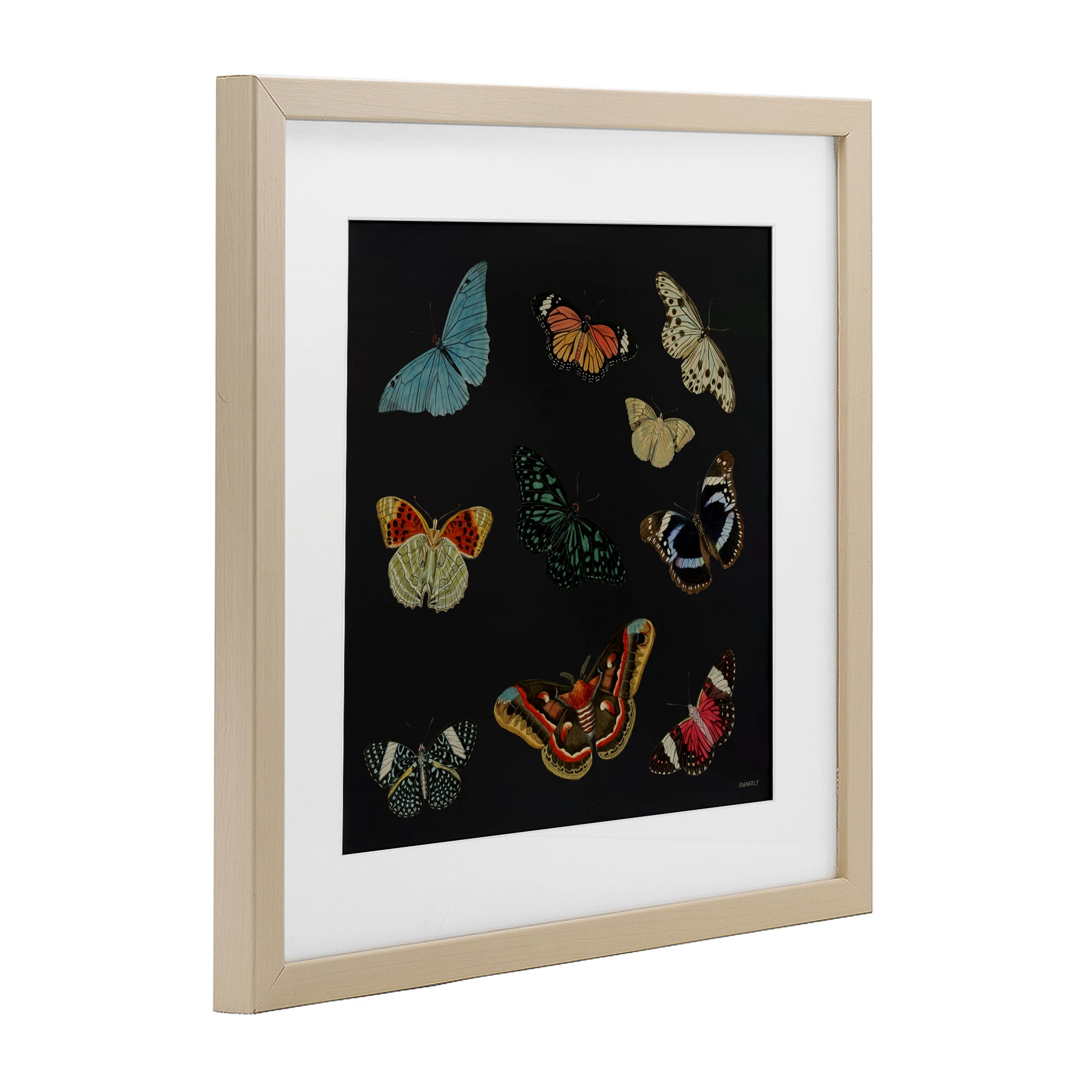 Stupell Industries Insects Group on Black Birch Framed Print Under Glass, design by Dan Meneely