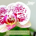 thumbnail image 2 of Element Novelty Spotted Live Orchid Decor (Approx 22" Tall) in 5" Blue & White Planter, 2 of 16