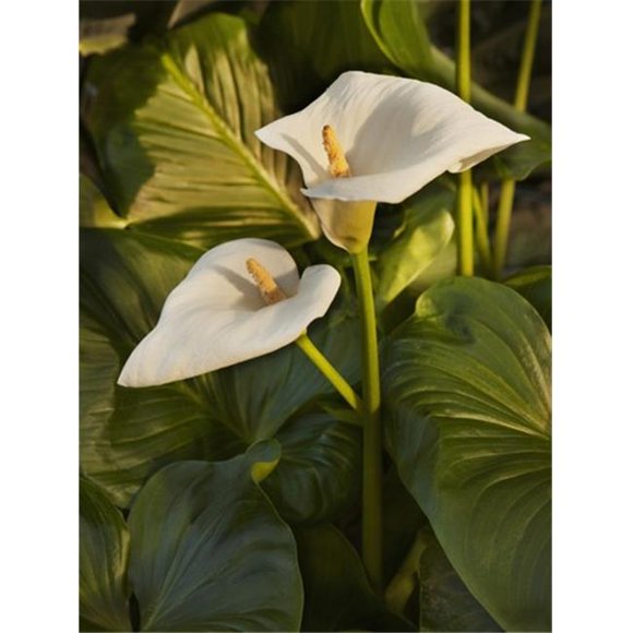 Lily At Sunset - Thunder Bay Ontario Canada Poster Print by Susan Dykstra, 26 x 34 - Large