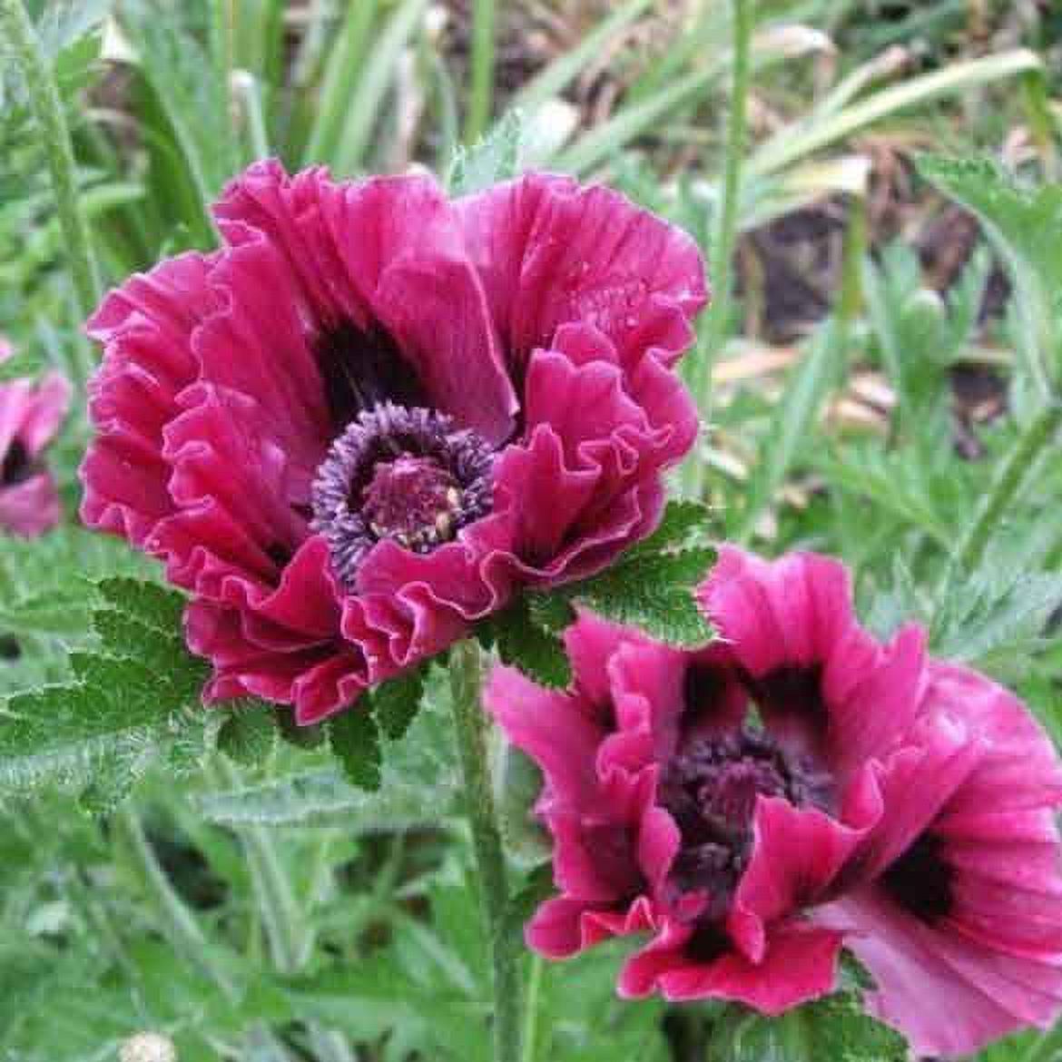 Papaver orientale Roots - Harlem - 10 Roots - Red Flower Bulbs,  Root  Attracts Butterflies, Attracts Pollinators, Easy to Grow & Maintain, Container Garden - image 3 of 4