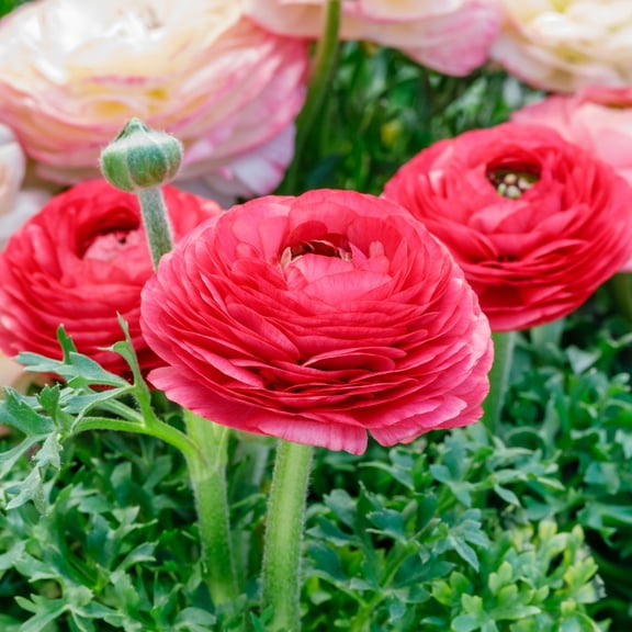 Ranunculus Buttercups Rose 10 Bulbs, Fall Planting, Pink Spring Flowers