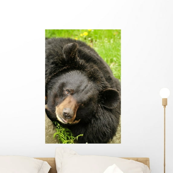 Black Bear Wall Mural by Wallmonkeys Peel and Stick Graphic (24 in H x 16 in W) WM229031