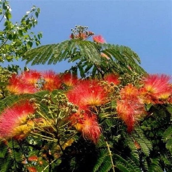 5 Orange Mimosa Tree Seeds