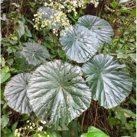 50 Lotus Leaf Begonia Seeds for Planting - Begonia nelumbiifolia