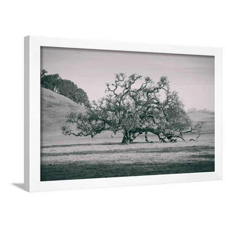 Coast Live Oak Elegance in Black and White, Northern California Framed Print Wall (Best Northern California Cities To Live In)