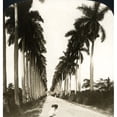 thumbnail image 2 of Cuba Havana 1901. Nan Avenue Of Royal Palms In A Suburb Of Havana Cuba. Stereograph 1901. Poster Print by, 2 of 4