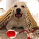 thumbnail image 5 of 2pcs 360° Smart Automatic Rolling Pet Ball, Rechargeable Irregular Movement for Cats & Dogs, Red{HH}, 5 of 5