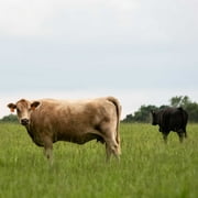 Common Bermuda Pasture Grass Seed - 50 LBS