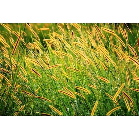 - LAMINATED POSTER Field Grass Seed Brown Seed Long Seeds Golden Seeds Poster Print 24 x 36