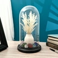 thumbnail image 2 of Plymor 5.5" x 11" Glass Display Dome Cloche (Black MDF Wood Base), 2 of 3