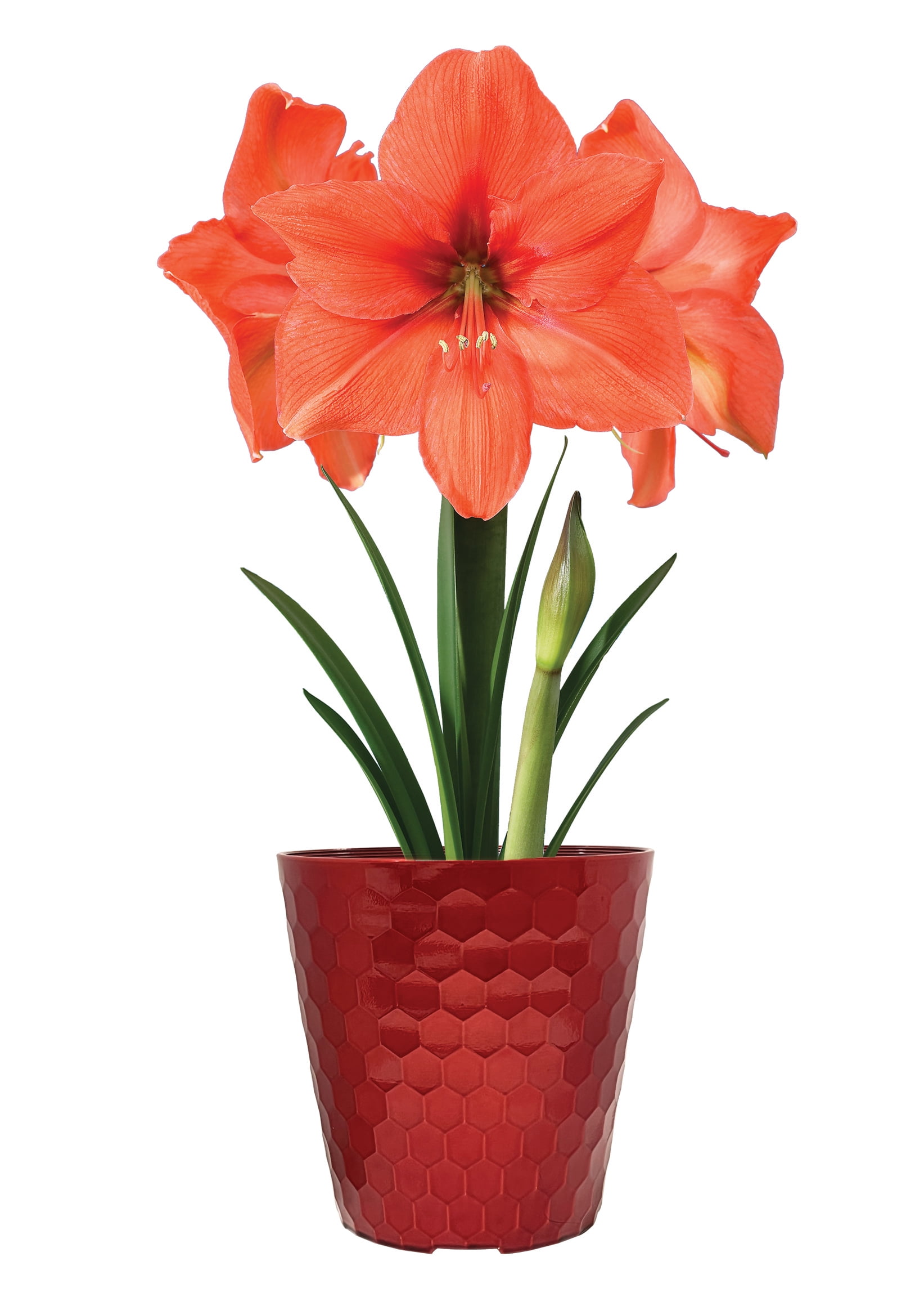 EuroBlooms Amaryllis Desire, Pre Potted Indoor Plant, Orange Blooms, Bright indoor light or filtered sunlight