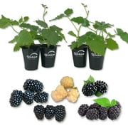 BlackBerry Variety Pack - 4 Live Starter Plants - Rubus - Live Starter Plants for Your Edible Garden