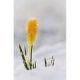 thumbnail image 2 of Crocus buds coming up through the snow; Astoria Oregon United States of America Poster Print, 2 of 2
