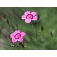 thumbnail image 2 of Bonin, Suzanne 18x15 Black Ornate Wood Framed with Double Matting Museum Art Print Titled - Maiden Pink Flowers, 2 of 4