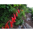thumbnail image 2 of Firecracker Eaton's Penstemon eatonii Meadow Wildflowers Premium Seeds for Planting, 2 of 2