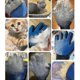thumbnail image 5 of Guante de goma para mascotas, guante de aseo para gatos, cepillo para quitar el pelo del gato, guantes para perros, peine limpio (mano derecha), 5 of 5
