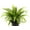 3 Plants, variant on Japanese Bird's Nest Fern - 3 Live Plants in 6 Inch Pots - Asplenium Nidus - Beautiful Easy Care Indoor Houseplant Fern