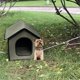 thumbnail image 5 of Casa para mascotas a prueba agua , Productos para mascotas, 5 of 8