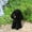 Black, variant on Fancyes Seating Dog Statue Inner And Outdoor Decoration Home Decoration Collections Garden Puppy Sculpture for Entrance Farmhouse Black