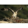 thumbnail image 2 of Williams, Joanne 14x11 White Modern Wood Framed Museum Art Print Titled - FL, Blue Cypress Lake Osprey takes flight, 2 of 4
