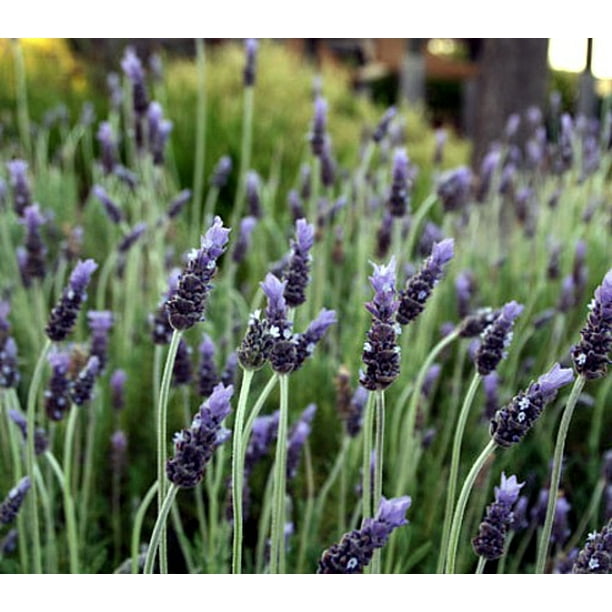 Goodwin Creek Grey Lavender Live Plant Good Scents 3