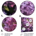thumbnail image 3 of Designart "Fragrant Blossoms in Purple Lilacs V" Floral Metal Art Print, 3 of 5