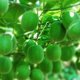 thumbnail image 4 of Ganchos de soporte de tomate de 850 piezas ganchos de escalada de plantas ganchos de jardín para uso de jardín, 4 of 6