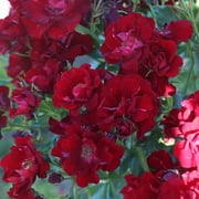 Heirloom Roses - Keep In Touch Floribunda Rose Bush