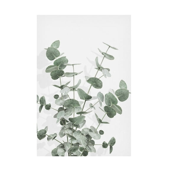 Trademark Fine Art Pictufy Studio Eucalyptus Creative 16 Canvas Wall Art