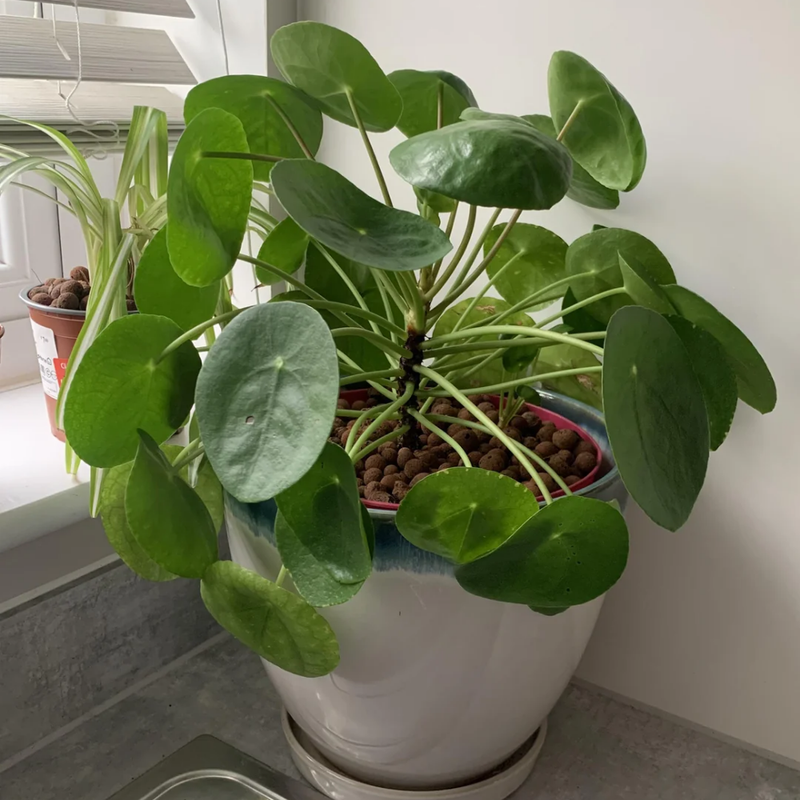 Pileas Money Plant Live, Pilea Peperomioides Live Plant, 2 inch Pot for Indoor Planting
