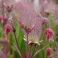 thumbnail image 3 of CZ Grain 50 Prairie Smoke Geum Triflorum Plant Seeds, 3 of 3