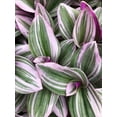 thumbnail image 2 of Tradescantia Nanouk ~ Pink Wandering Jew ~ Live Plant ~ Designer Plant, 2 of 2