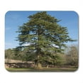 thumbnail image 1 of NUDECOR Branch Blue Bark Scots Pine Tree Pinus in Parkland Rural Devon England UK Green Sky British Mousepad Mouse Pad Mouse Mat 9x10 inch, 1 of 1