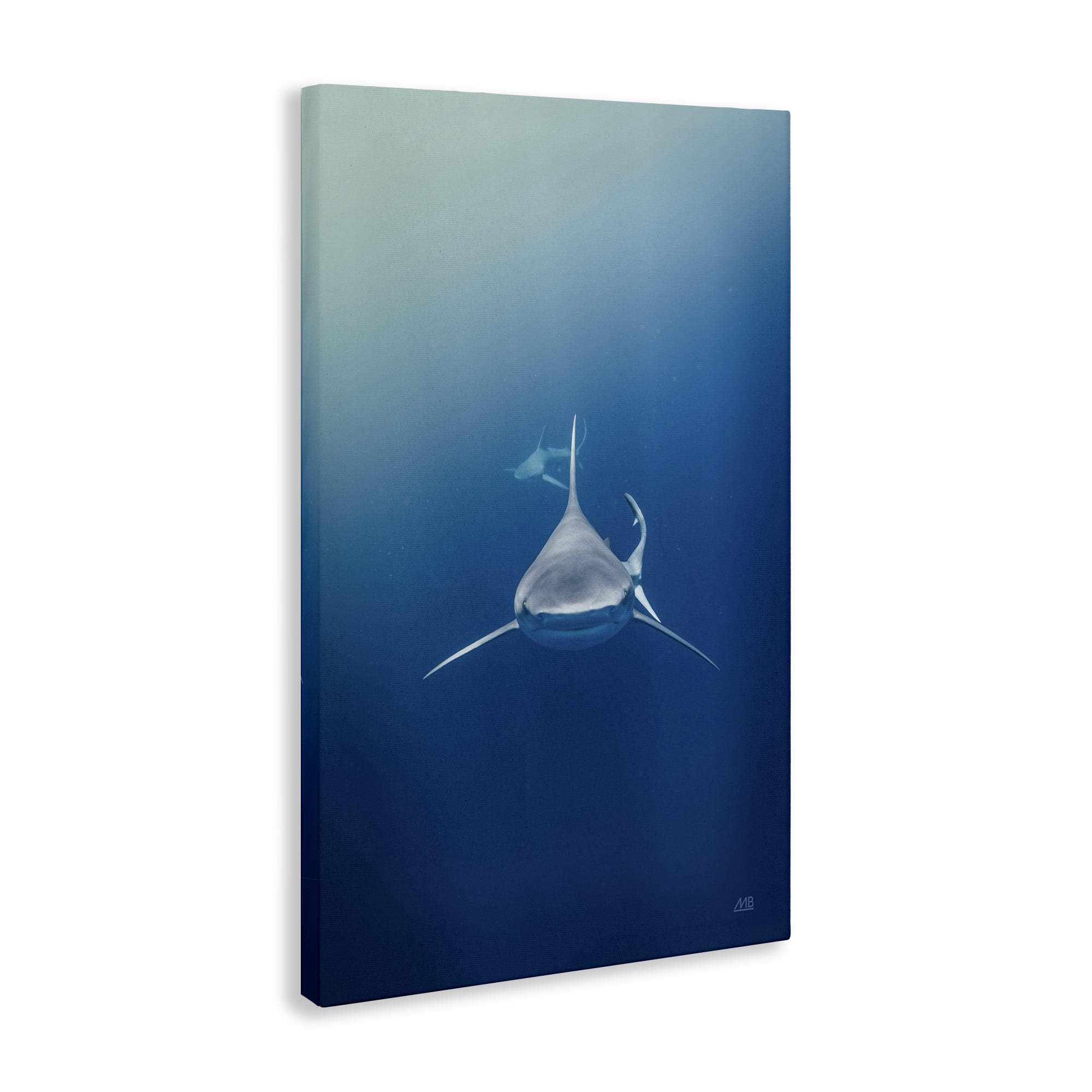 Stupell Industries Heads Up Shark Animals Photography Wrapped Canvas Art Print Wall Art, 20 x 30