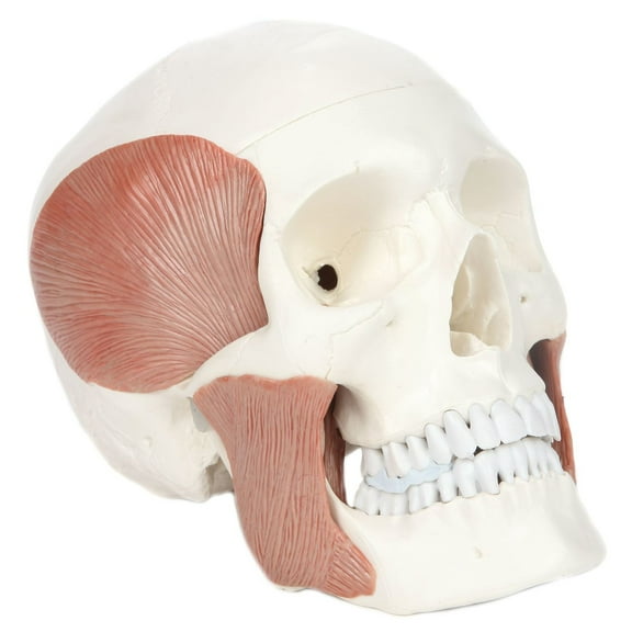 Axis Scientific 3-Part Human Skull Model with Masticatory Muscles, Life Size Skull Cast from Real Human Bones Shows Range of Motion of Jaw, Includes 3 Year Warranty
