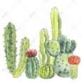 thumbnail image 3 of Petit cactus - Toile 36"x36 Pouces - Impression à la Demande, 3 of 5