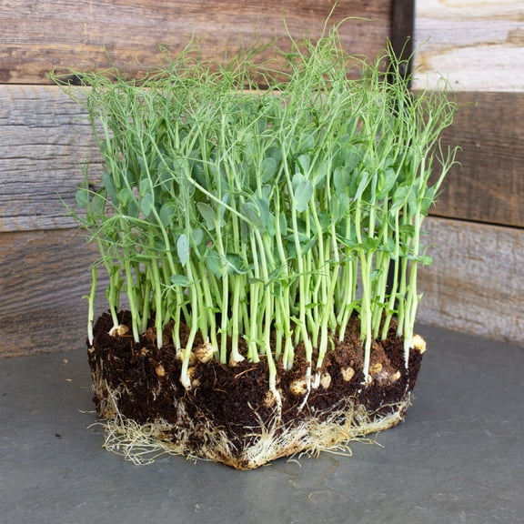 Organic Yellow Pea Sprouting Seeds - 25 g Packet ~75 Seeds - Non-GMO, Heirloom - Microgreens Pea Shoots, Sprouts, Vegetable Garden, Cover Crop
