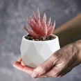 thumbnail image 4 of Mini Artificial Succulent Plants, Fake Potted Succulents, Plastic Indoor Office Desk Decor, No Maintenance Home Decoration, Gift Idea, 4 of 6