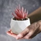 thumbnail image 4 of Mini plantas suculentas artificiales en macetas de plástico para decorar escritorios de oficina en interiores: plantas artificiales de bajo mantenimiento para la estantería de la sala de estar, 4 of 6