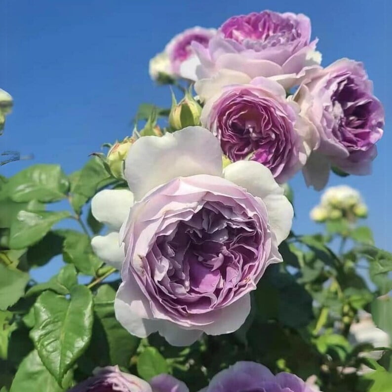 30 Blue Moonstone Rose Seeds - Perennial Flowering Non- Heirloom Roses for Spring to Fall Blooms